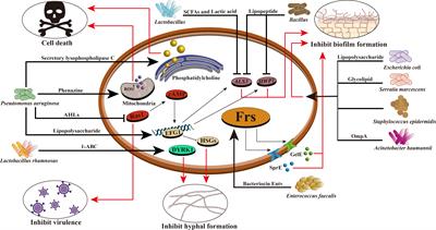 Intestinal bacteria—a powerful weapon for fungal infections treatment